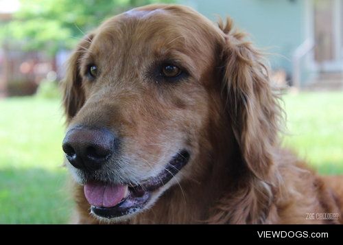 Honey Butter / Golden Retriever 