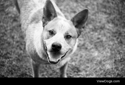 Ted, the Red Australian Cattle Dog. 