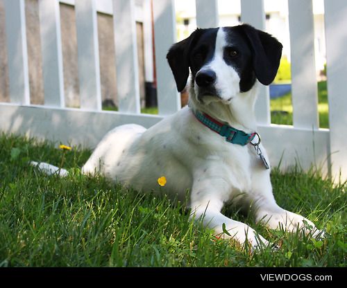 Our 2 year old hound rescue, Madison