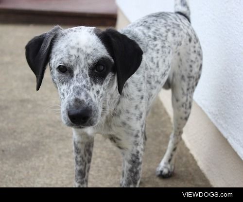 This handsome boy is Max.  He’s two-years-old, and he loves…