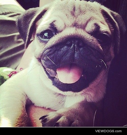 pugsofinstagram:

Let’s all be as happy as…