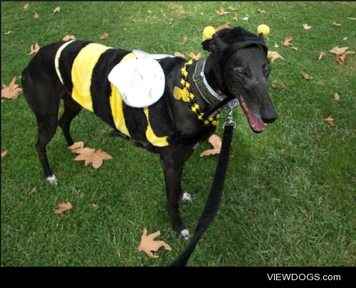 My greyhound Zap’s first Halloween!
He liked being a bee more…