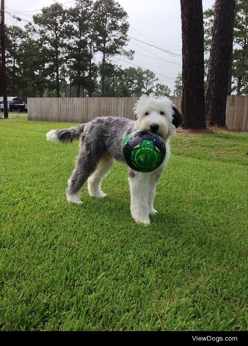 Arthur the Old English Sheepdog and World Cup fan!