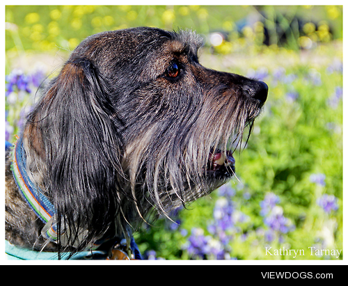 Lucky, 7.5 y/o presumed Miniature Schnauzer/American Cocker…