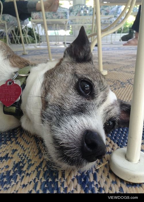 Petey the 13-year-old Jack Russell Terrier thinks she’s…