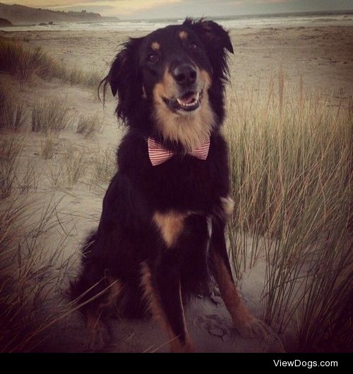 dharfdogs:

Gus, our search and rescue dog. Looking mighty fine…