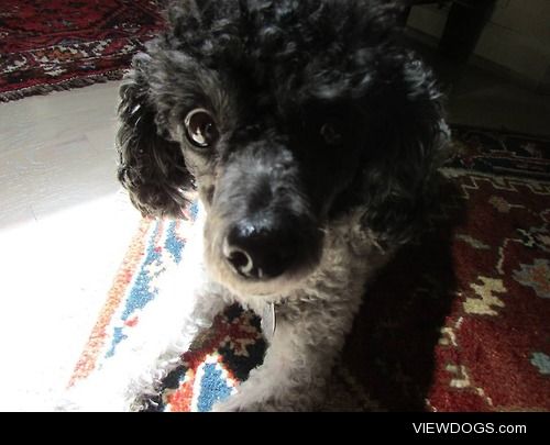 Reggie the five year old parti toy poodle.