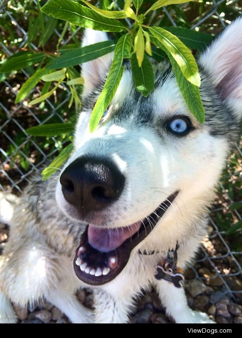 Luna the Husky puppy.