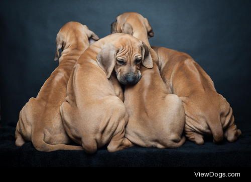 Rhodesian Ridgeback Puppies / / Tina Homs