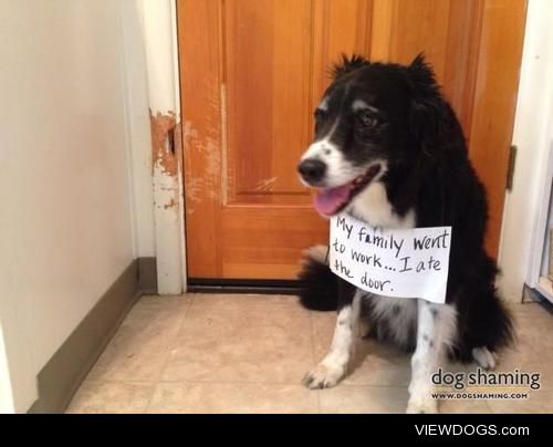 A bored border collie is a bad border collie

We can’t…