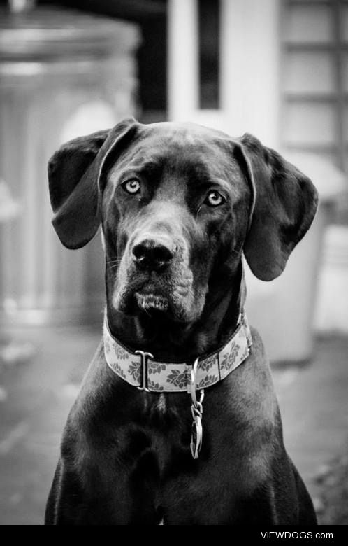 Topaz – 3yr old rescue. English mastiff and weimaraner. 