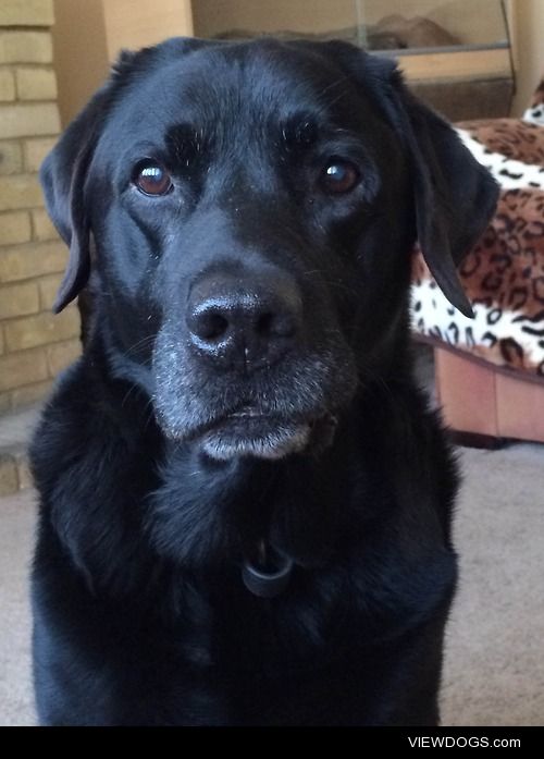 my 10 year old black lab! i love his little white beard xD