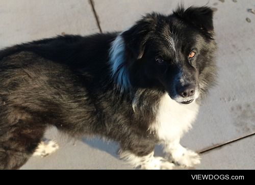 This is King, the Queensland Border Collie. One of the worst…