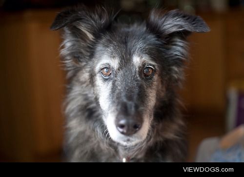 My little puppy Chelsea. 15 year old German Shepard Mix.