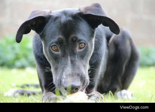 Kaiser
Our German Shepherd/Dalmatian rescue dog :)