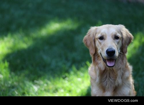 guidedogintraining:

Love this kid