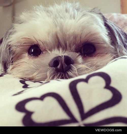 My 2 year old Shih Tzu/Maltese mix, Bailey.