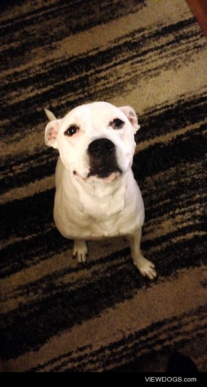 This is Champ, a 5 year old American Pit Bull rescue. He’s the…