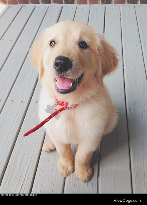 aplacetolovedogs:

Happy Golden Retriever Levi, here to brighten…