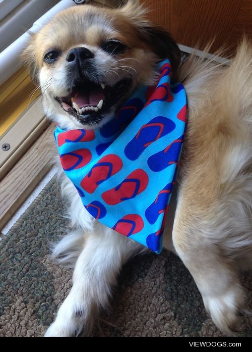 Tashi the Tibetan Spaniel relaxing after her walk :) 