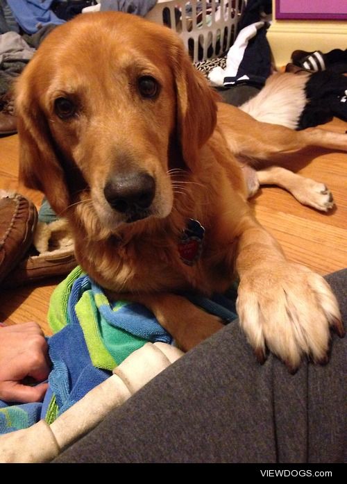 My handsome boy, Buddy.  He’s a 5 year old golden…