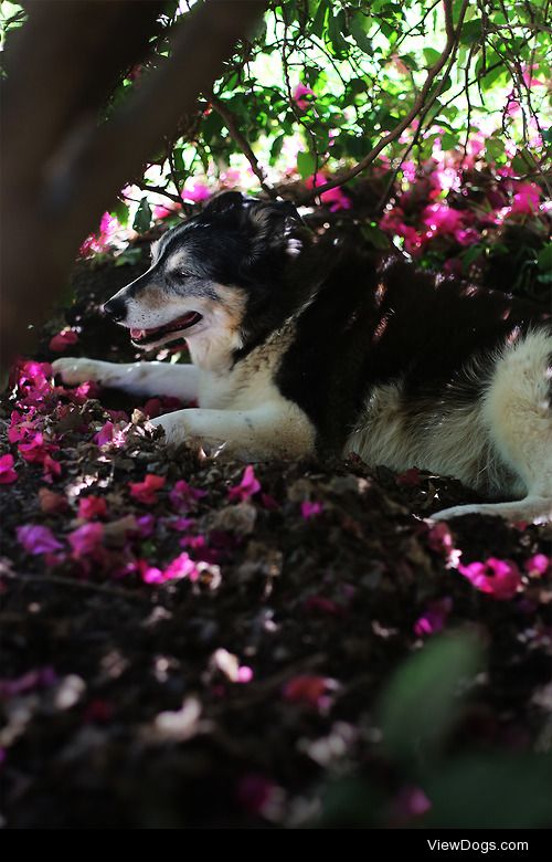 Buff, the short hair Border Collie