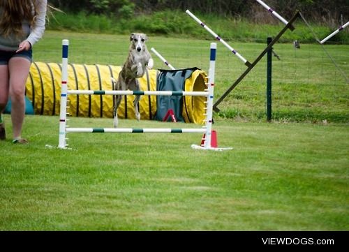 My amazing show Whippet (doing agility for a change) Finn!…