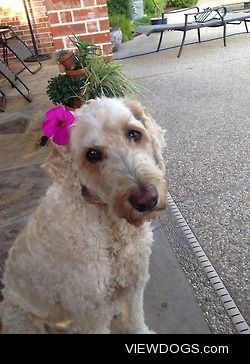 Tess, 10 year old Golden-doodle!