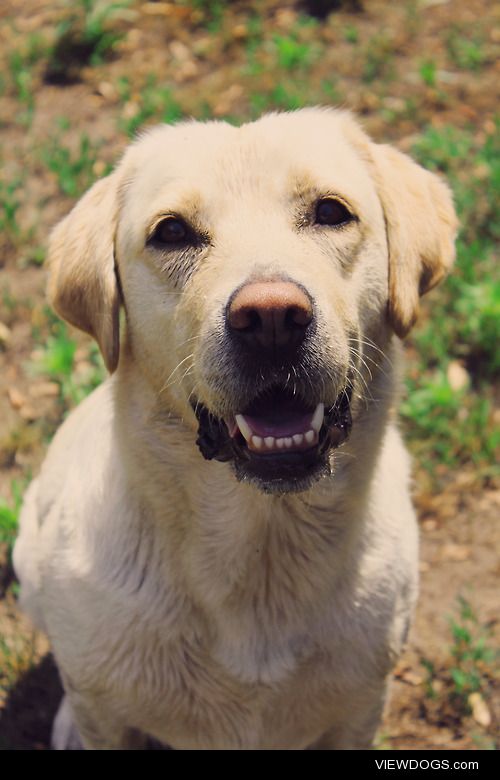 Dora, the 5 years old Labrador retriever