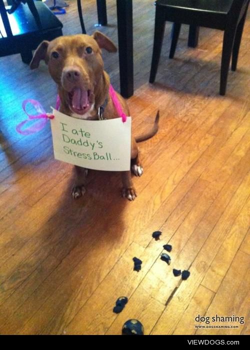 *Yawn* I’m so relaxed!

This pup ate her daddy’s stress…