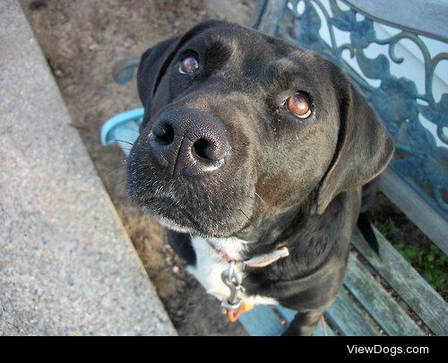 My black lab/pitbull mix named Callie