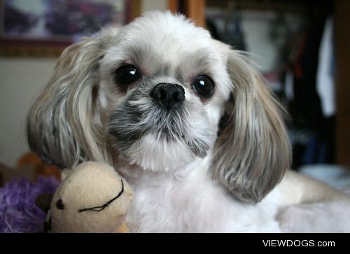 This is Rudy, a 6 year old shih tzu!!