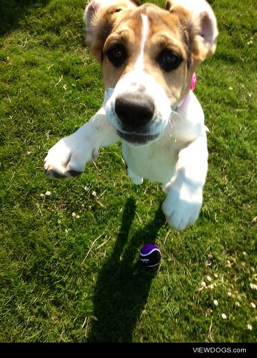 This is Pepper Potts, our rescue puppy, she is a beagle, basset,…