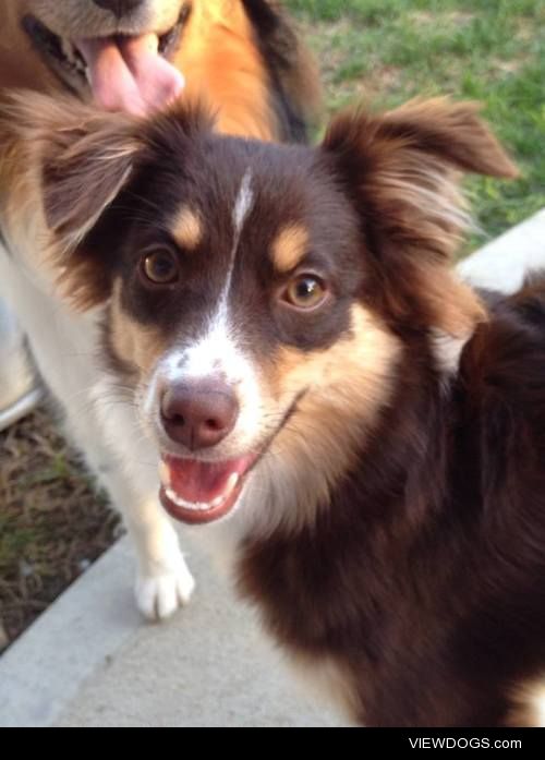 My 1 year old Miniature Australian Shepard – Ziva