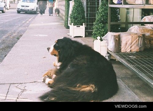 Just some dog I saw on the road. Very handsome and probably big…