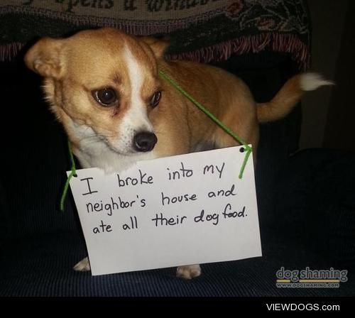 Small dog, big apetite
My neighbour allows my two dogs to… Small dog, big apetite
My neighbour allows my two dogs to…