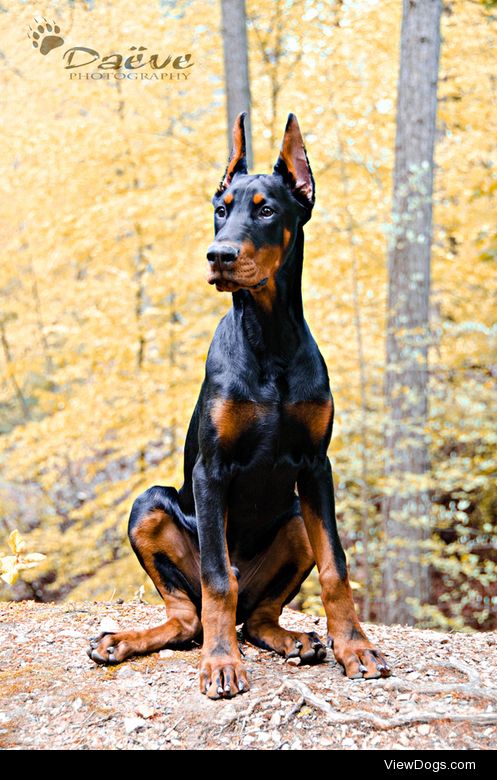 Valter, the Doberman. / / K. Daeve