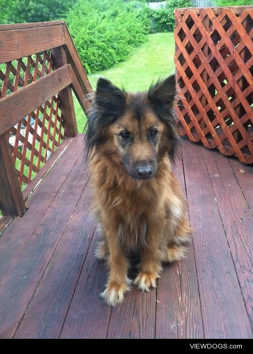 My 5 year old akita/chow pouting when I didn’t let him inside :p