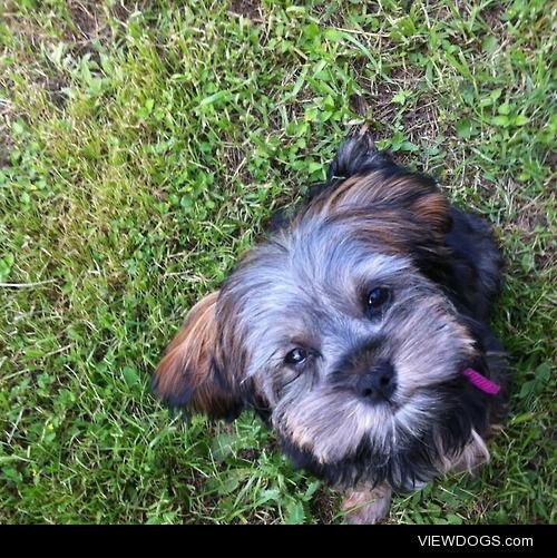 This is Chloe, she’s a yorkie – schnauzer mix.  
She was about 5…