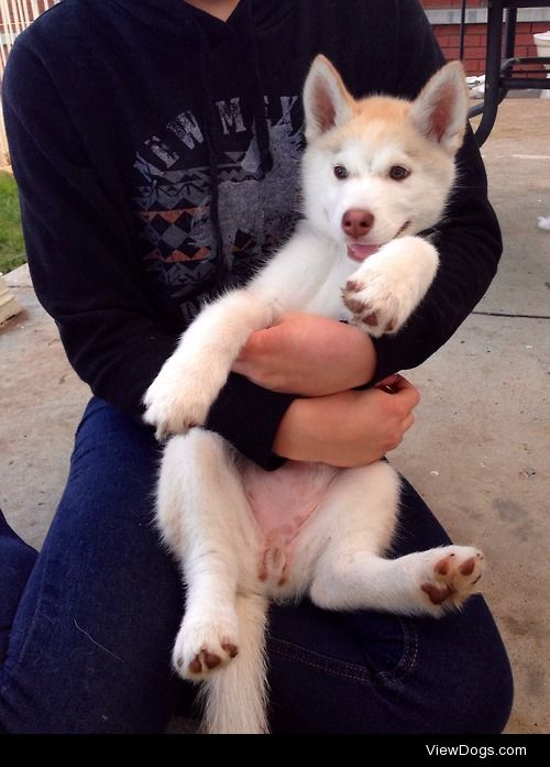 My husky girl Pippa at 12 weeks old