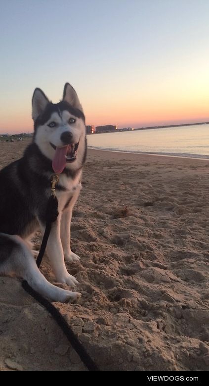 blondeisawesome:

My Derpy Husky enjoying the sunset in Virginia…