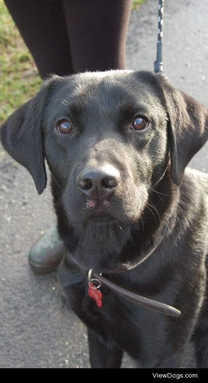 My beautiful 1 year old black Lab Sam. He’s my gorgeous baby.