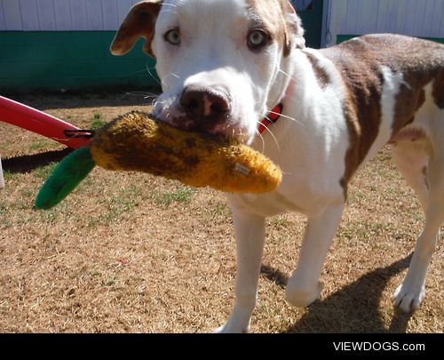Freeway, my American Bulldog/ Lab mix. He was dumped on the side…