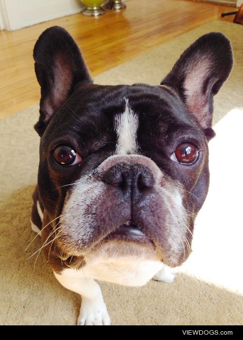 Otis the ridiculous 5 year old gremlin/French Bulldog. He loves…