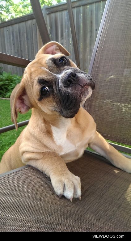 Lucy, the Olde English Bulldogge.