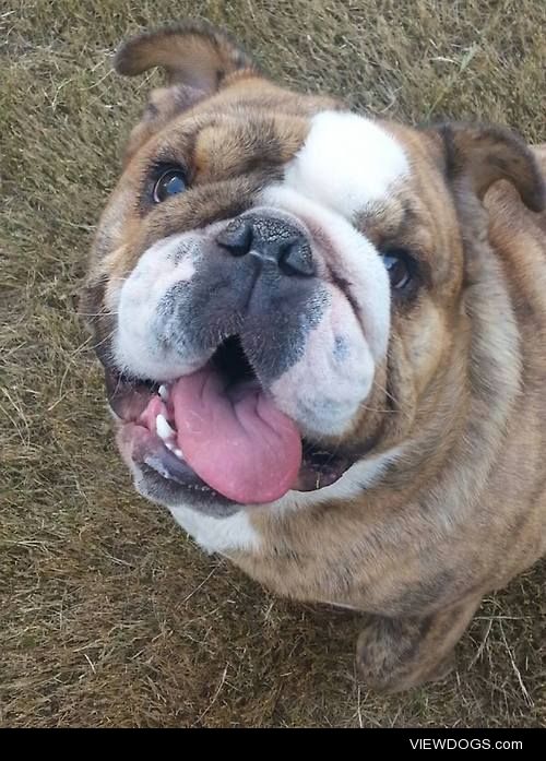 DiegoEnglish Bulldog