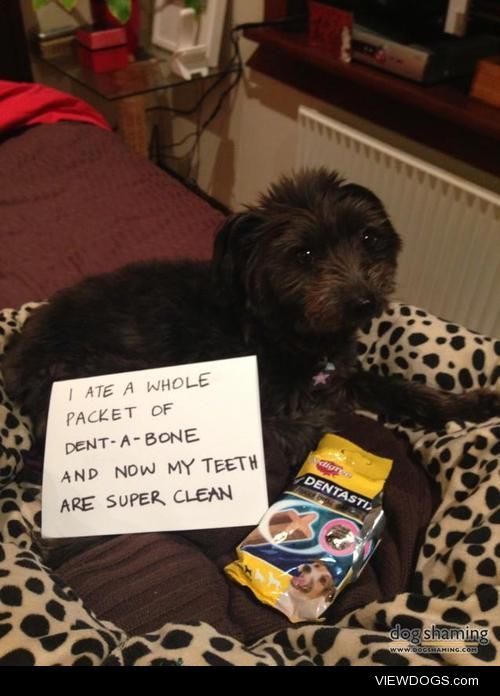 Dental Hygiene

Audrey ate a whole packet of dentastix dental…