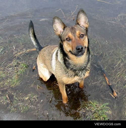 Tala, our joyful Malinois mix