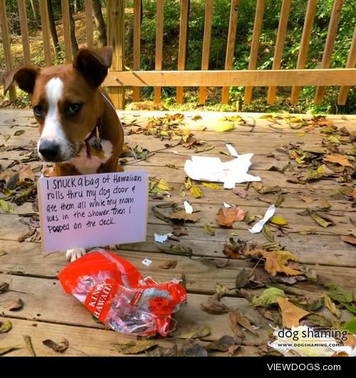 Loomi and the Hawaiian Rolls

“I snuck a bag of Hawaiian rolls…