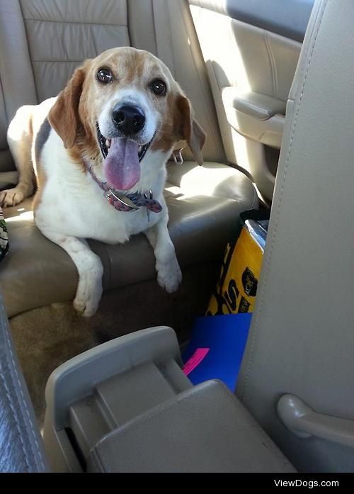 My sweet boy, Whiskey on his way to our furever home! Happy 1…